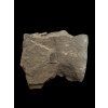 Trilobite Onnia Superba – Pankrac, Metro D, CZ