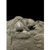 Trilobite Onnia Superba – Pankrac, Metro D, CZ
