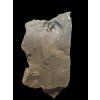 Trilobit Onnia Superba – Pankrac, Metro D, CZ