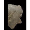 Trilobite Onnia Superba – Pankrac, Metro D, CZ