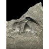 Trilobit Onnia Superba – Pankrac, Metro D, CZ
