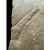 Trilobit Onnia Superba – Pankrac, Metro D, CZ