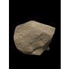 Trilobit Onnia Superba – Pankrac, Metro D, CZ