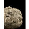 Trilobit Onnia Superba – Pankrac, Metro D, CZ