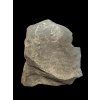 Trilobit Onnia Superba – Pankrac, Metro D, CZ
