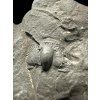 Trilobit Onnia Superba – Pankrác, Metro D, ČR