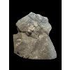 Trilobit Onnia Superba – Pankrac, Metro D, CZ