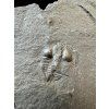 Trilobit Onnia Superba – Pankrac, Metro D, CZ