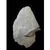 Trilobite Onnia Superba – Pankrac, Metro D, CZ