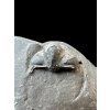 Trilobit Onnia Superba – Pankrac, Metro D, CZ