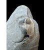 Trilobit Onnia Superba – Pankrac, Metro D, CZ
