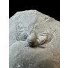 Trilobite Onnia Superba – Pankrac, Metro D, CZ