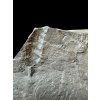Trilobit Onnia Superba – Pankrac, Metro D, CZ