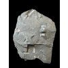 Trilobit Onnia Superba – Pankrac, Metro D, CZ