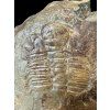 Trilobite Hydrocephalus minor – Jince, CZ
