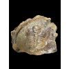 Trilobite Hydrocephalus minor – Jince, CZ