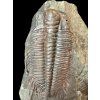Trilobit Hydrocephalus minor – Jince, CZ