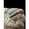 Trilobit Hydrocephalus minor – Jince, CZ