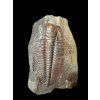 Trilobit Hydrocephalus minor – Jince, ČR