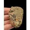 Trilobit – Hoher Atlas, Marokko