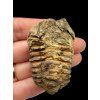 Trilobit – Velký Atlas, Maroko