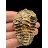 Trilobit – Hoher Atlas, Marokko