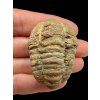 Trilobite – Grand Atlas, Morocco
