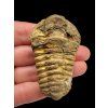 Trilobite – Grand Atlas, Morocco