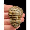Trilobit – Velký Atlas, Maroko