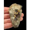 Trilobit – Hoher Atlas, Marokko