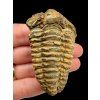 Trilobit – Velký Atlas, Maroko