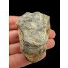 Trilobit – Hoher Atlas, Marokko