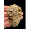 Trilobit – Hoher Atlas, Marokko