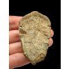 Trilobit – Hoher Atlas, Marokko
