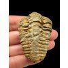 Trilobit – Velký Atlas, Maroko