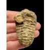 Trilobit – Velký Atlas, Maroko