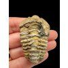 Trilobit – Velký Atlas, Maroko