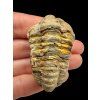 Trilobite – Grand Atlas, Morocco