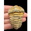 Trilobit – Hoher Atlas, Marokko
