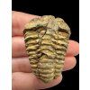 Trilobit – Velký Atlas, Maroko