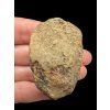 Trilobite – Grand Atlas, Morocco