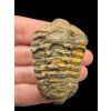 Trilobit – Hoher Atlas, Marokko