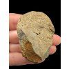Trilobit – Hoher Atlas, Marokko