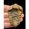 Trilobite – Grand Atlas, Morocco