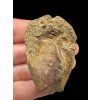 Trilobit – Hoher Atlas, Marokko