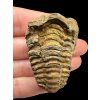 Trilobit – Velký Atlas, Maroko