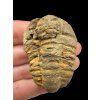 Trilobite – Grand Atlas, Morocco