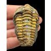 Trilobite – Grand Atlas, Morocco