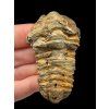 Trilobite – Grand Atlas, Morocco