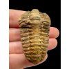Trilobit – Hoher Atlas, Marokko